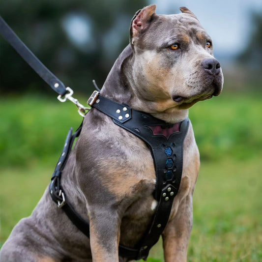 ''Batman'' harness Medium Size-1