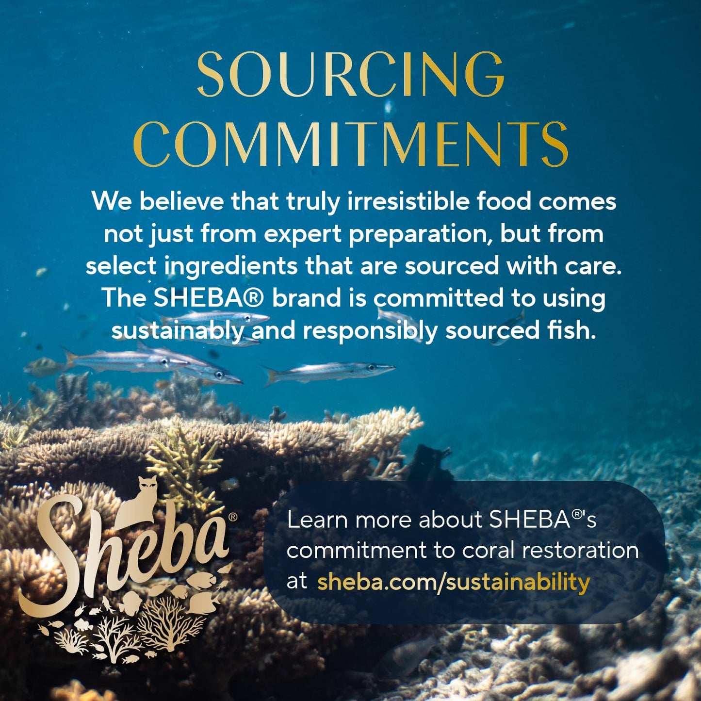 Perfect Portions Wet Cat Food Pate with Sustainable Salmon, Signature Seafood Entree, and Tender Whitefish and Tuna Entree Variety Pack, 2.6 Oz. Twin Pack Trays (24 Count, 48 Servings)